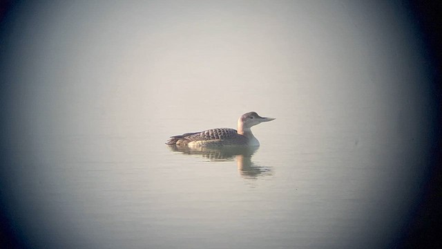 Yellow-billed Loon - ML627804752