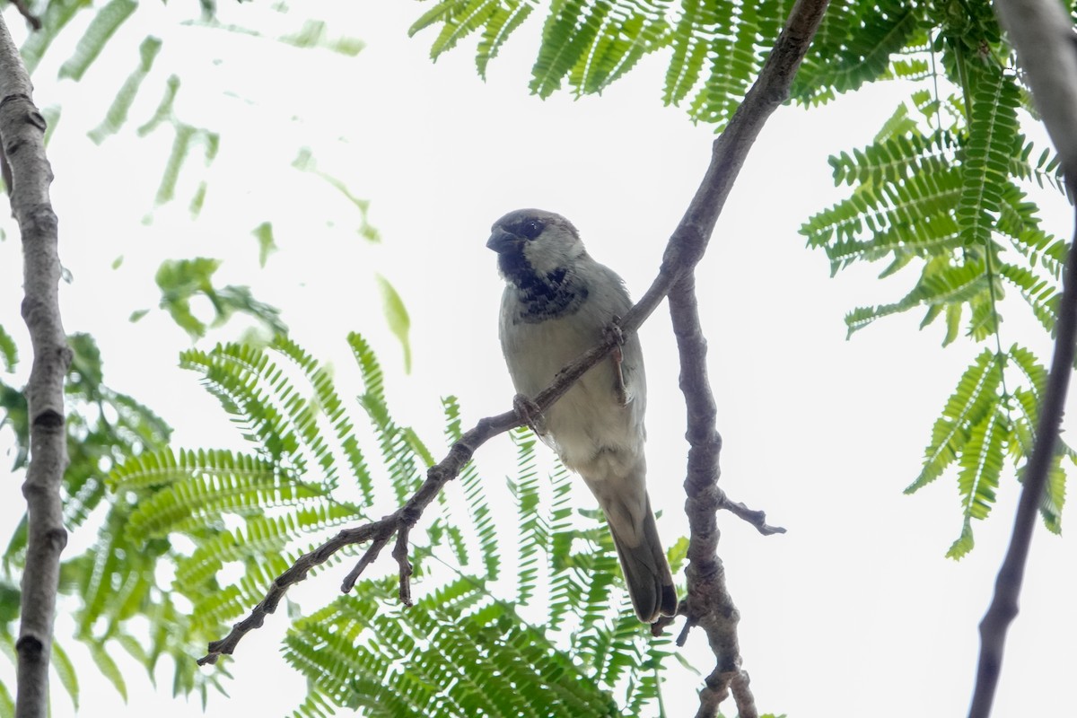 Оронгийн бор шувуу - ML627804840