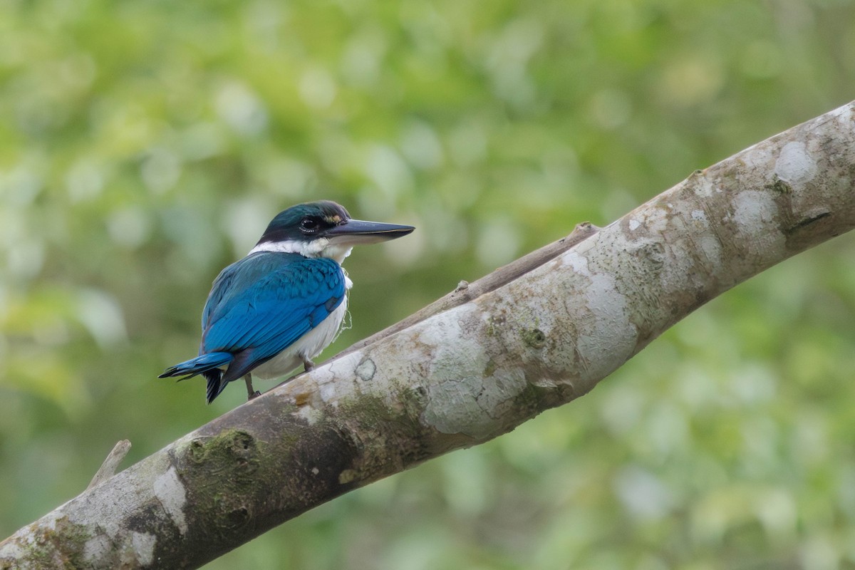 Collared Kingfisher - ML627804842