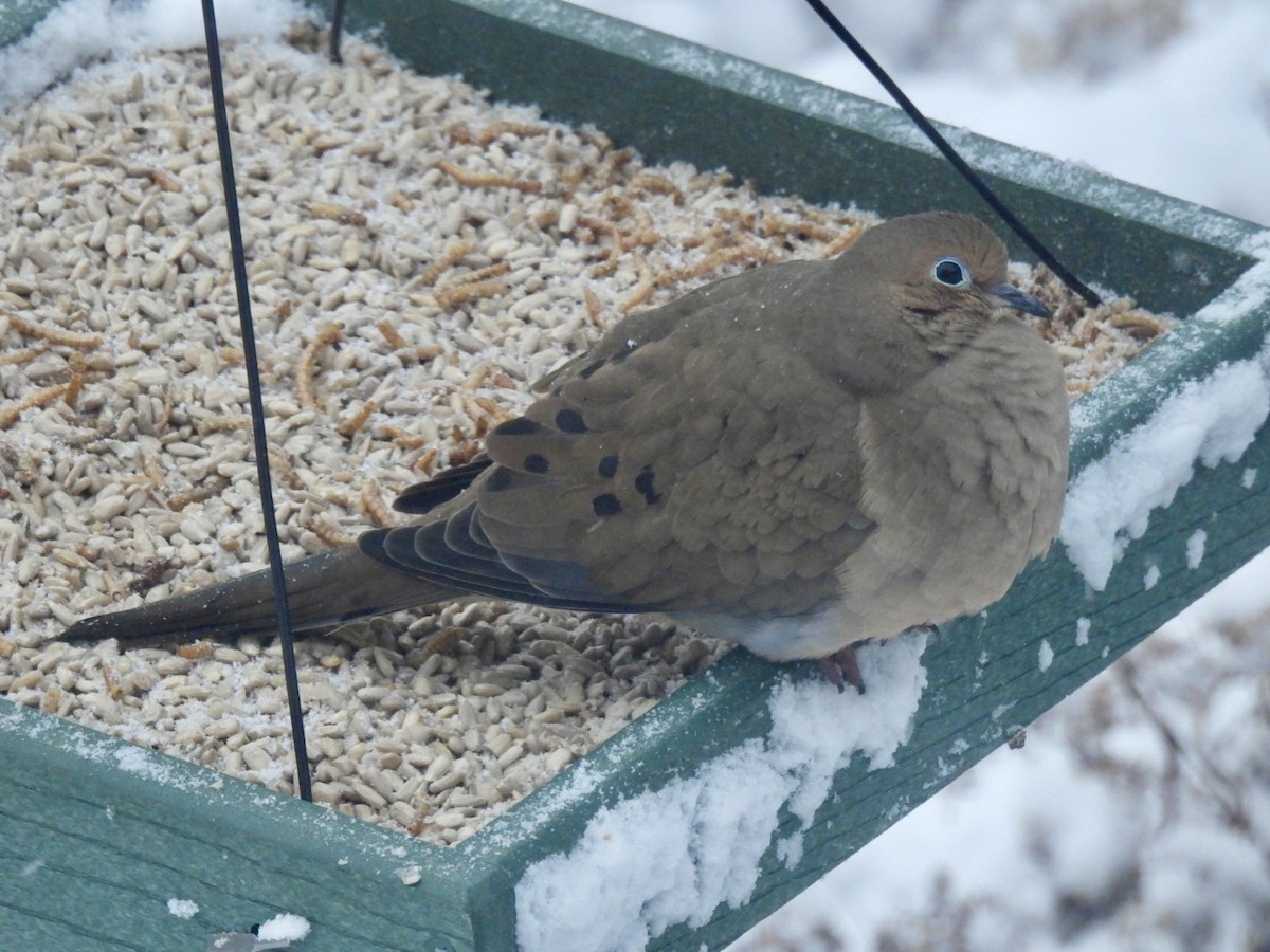 Mourning Dove - ML627804844