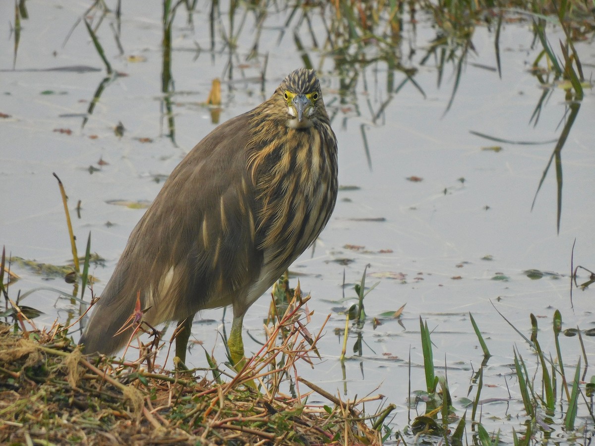 Indian Pond-Heron - ML627804848