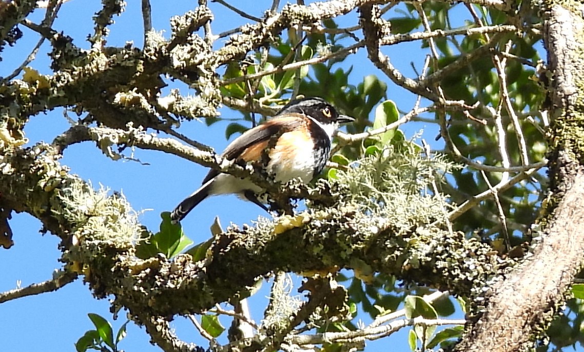 Cape Batis (Cape) - ML627804862