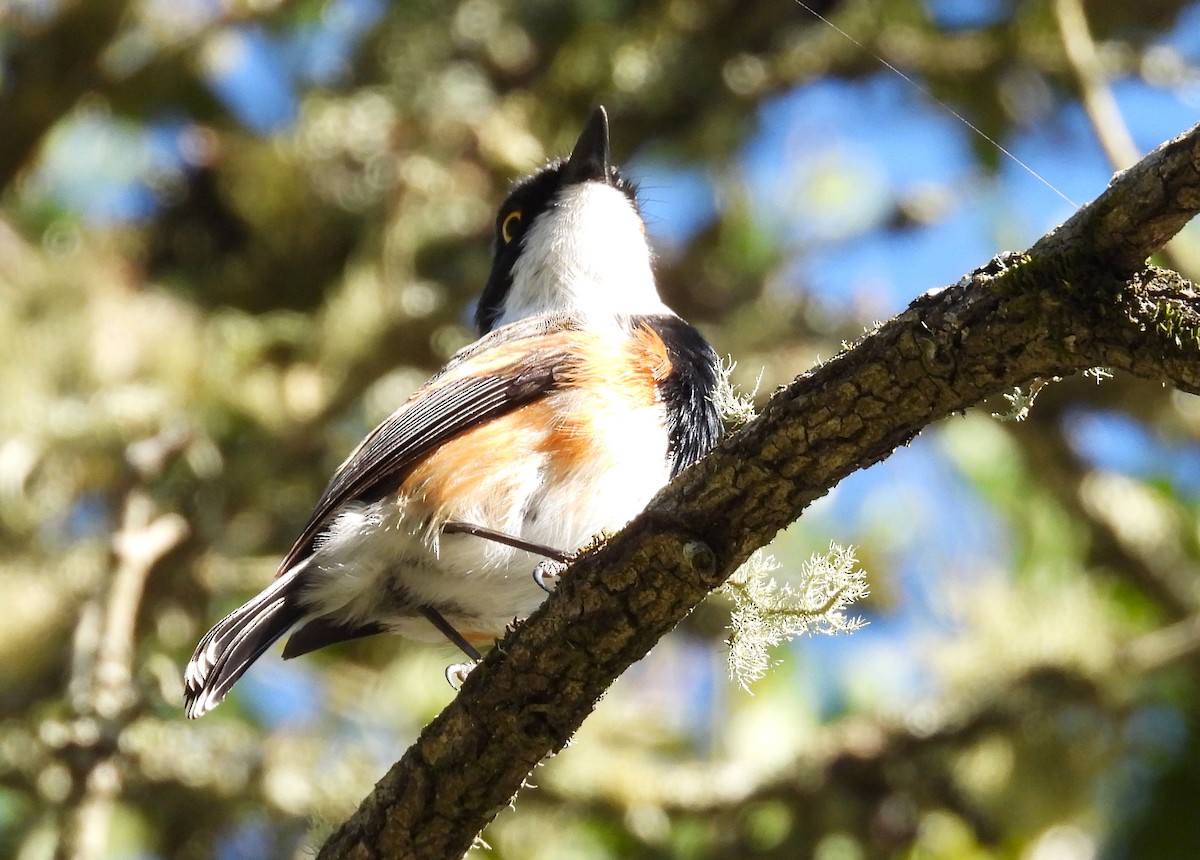 Cape Batis (Cape) - ML627804866