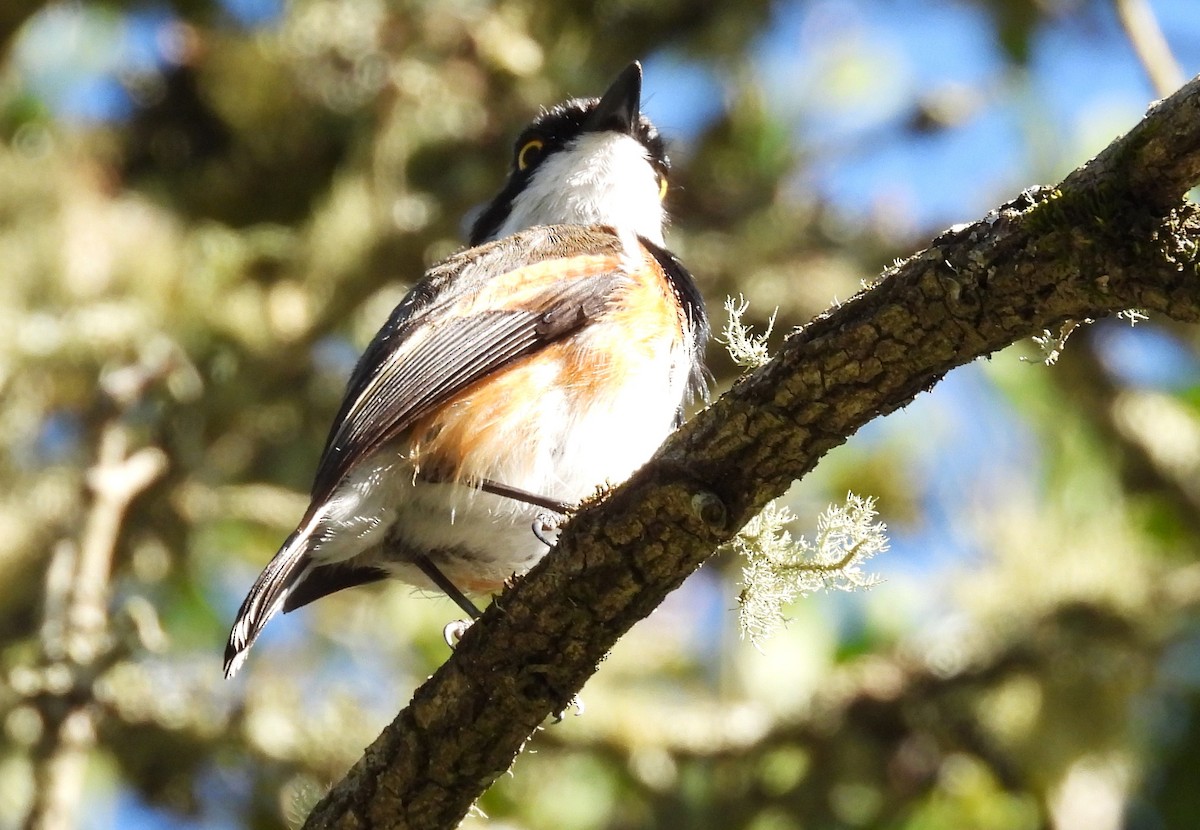 Cape Batis (Cape) - ML627804870