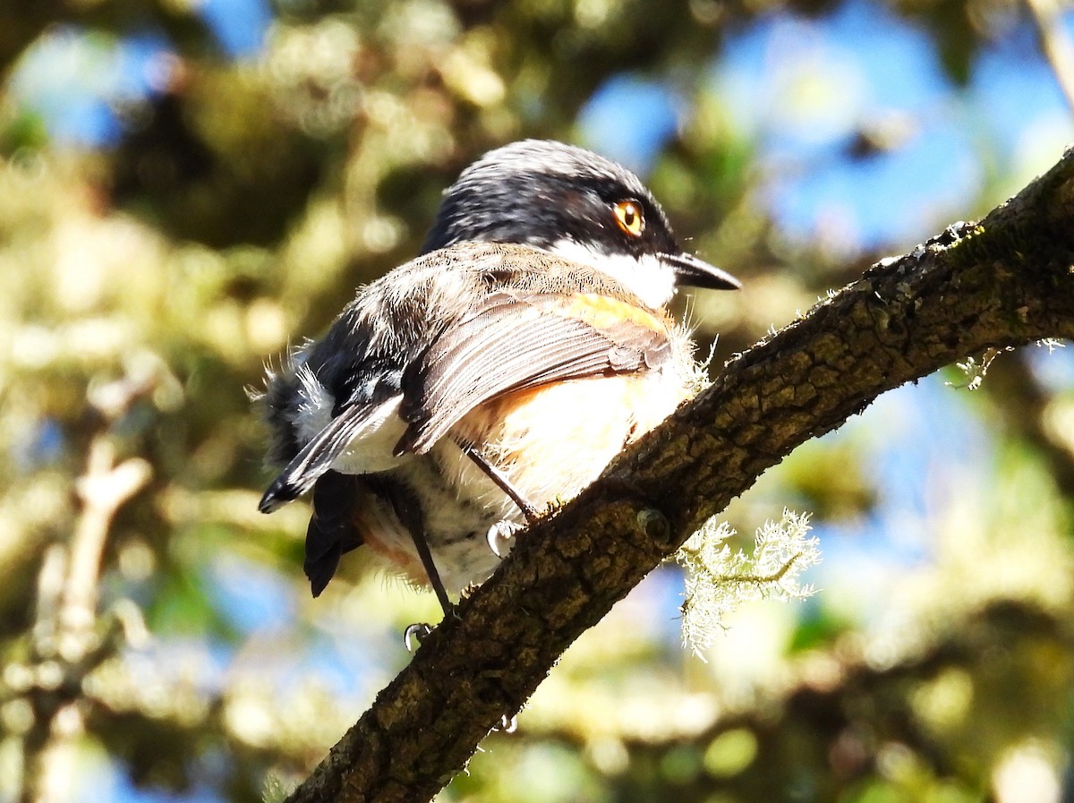 Cape Batis (Cape) - ML627804876