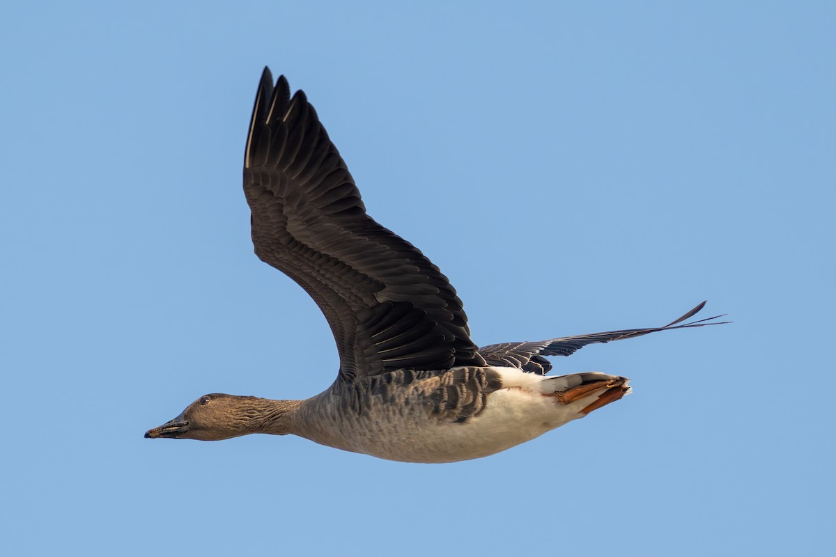 Tundra Bean-Goose - ML627804885