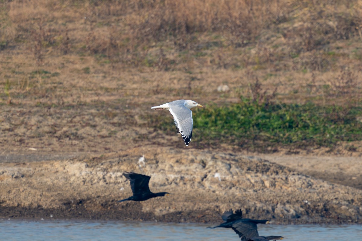Vega Gull - ML627804904