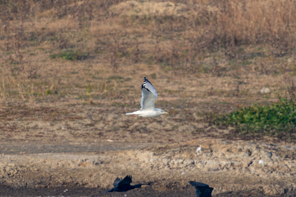 Vega Gull - ML627804905