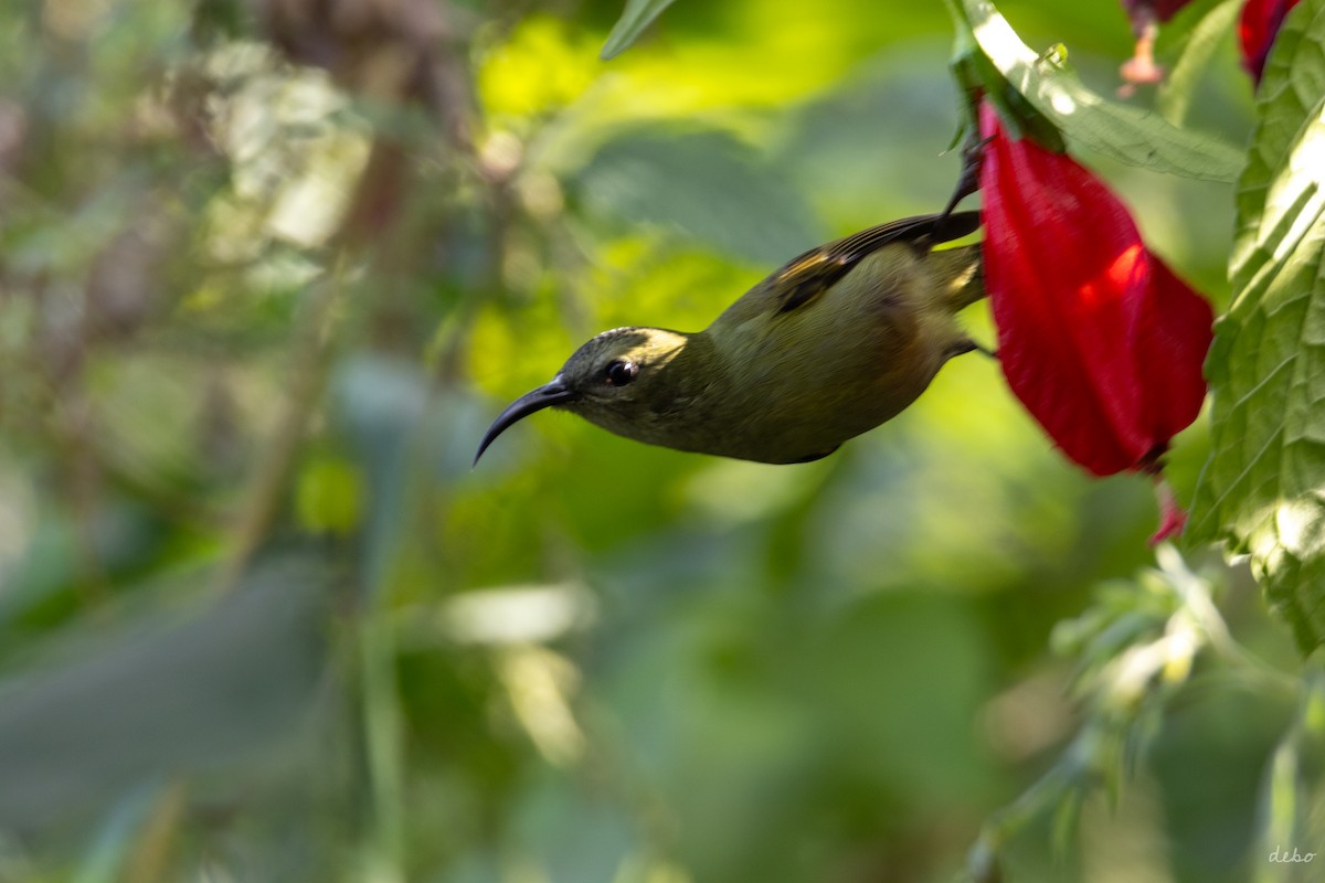 Black-throated Sunbird - ML627804906