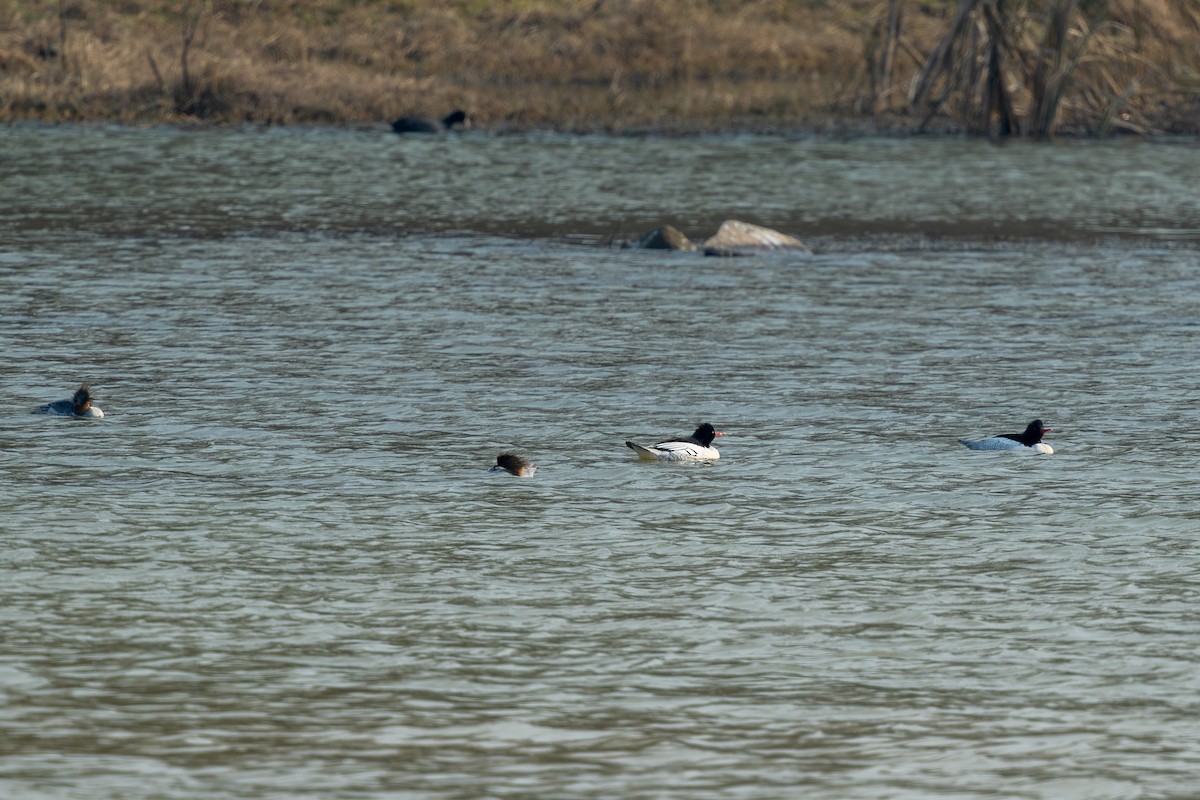 Scaly-sided Merganser - ML627804950