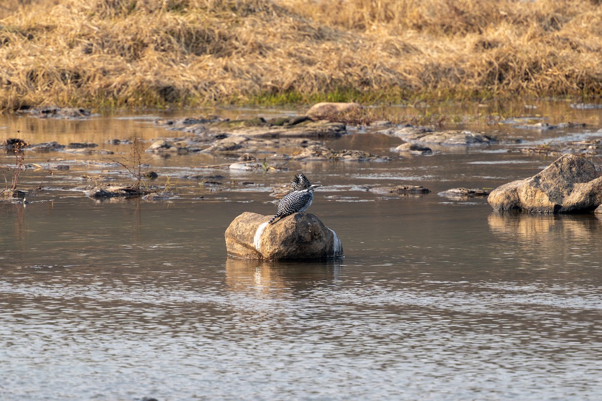 Crested Kingfisher - ML627804953