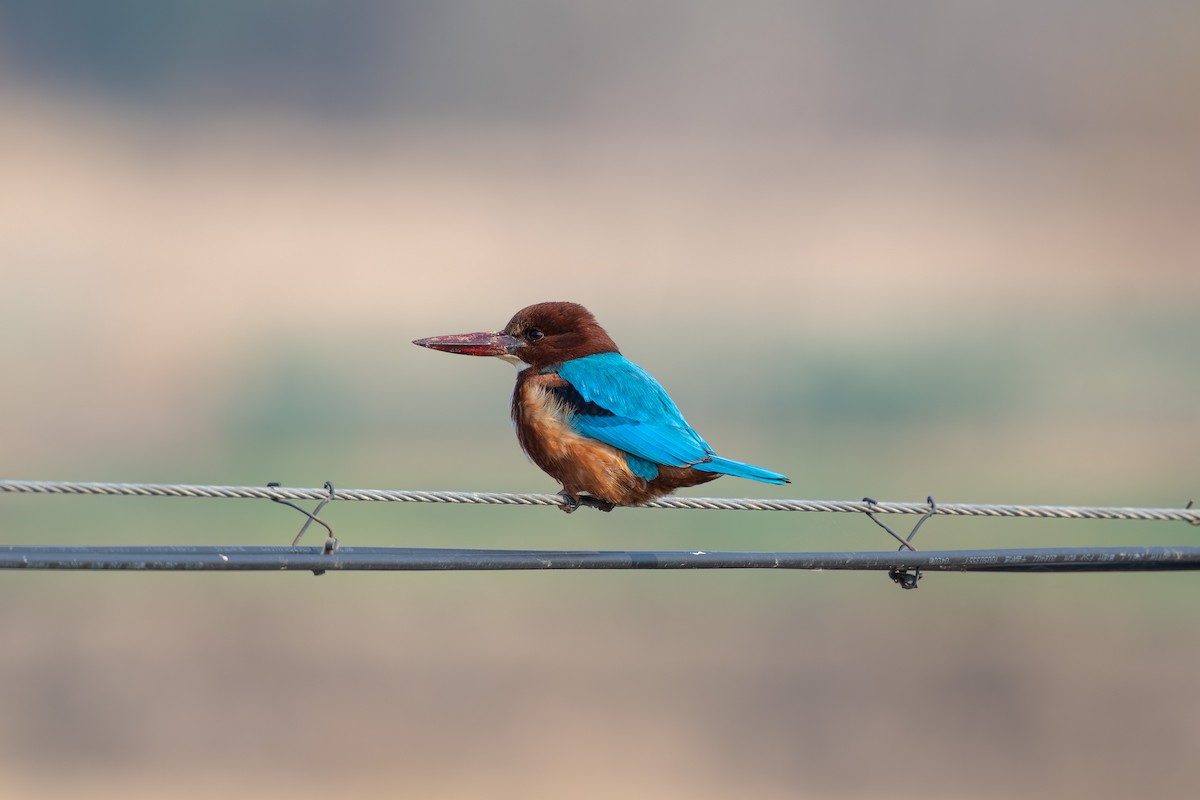 White-throated Kingfisher - ML627804954
