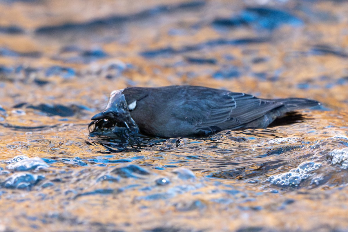 American Dipper - ML627804961