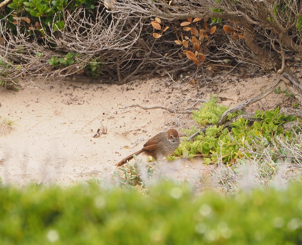 Rufous Bristlebird - ML627804977