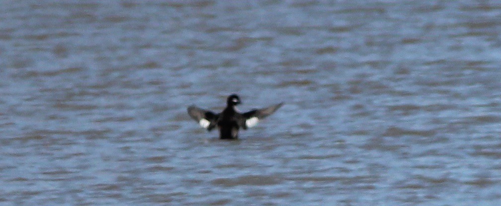 Bufflehead - ML627804990