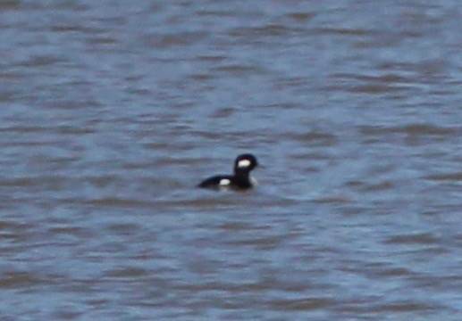 Bufflehead - ML627804992