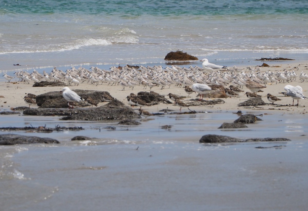 Sanderling - ML627805017