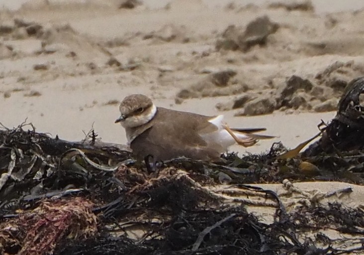 Little Ringed Plover - ML627805047