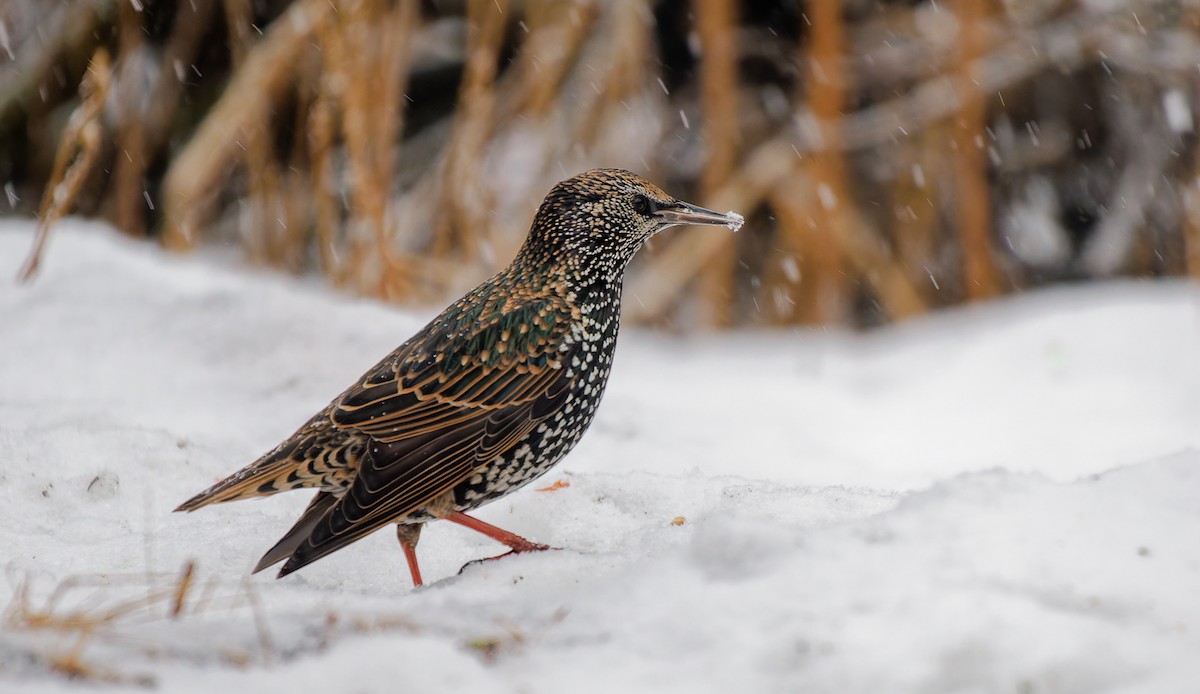 Хар тодол - ML627805066