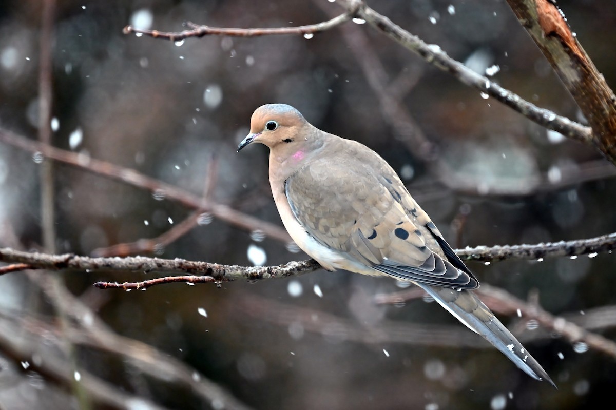 Mourning Dove - ML627805089