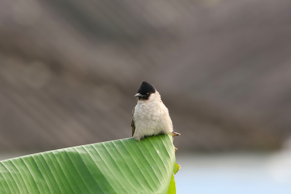 Sooty-headed Bulbul - ML627805090