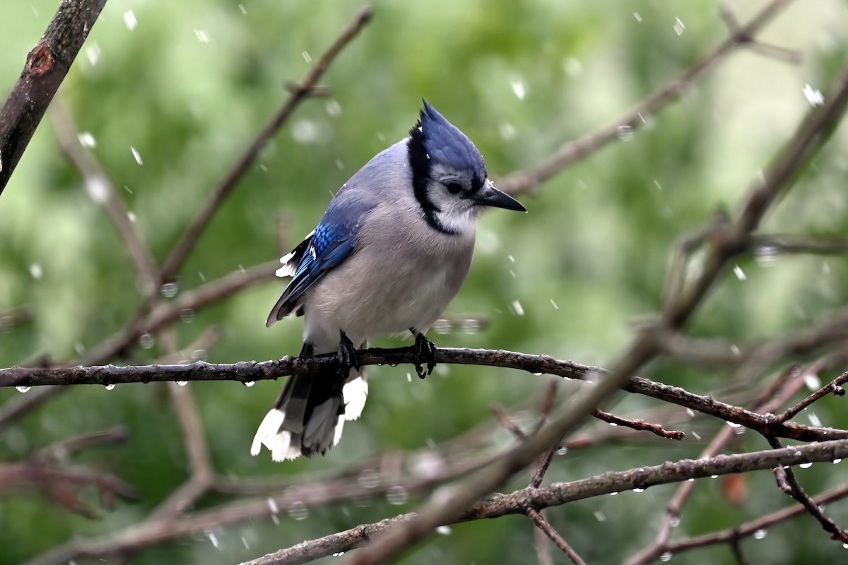 Blue Jay - ML627805096