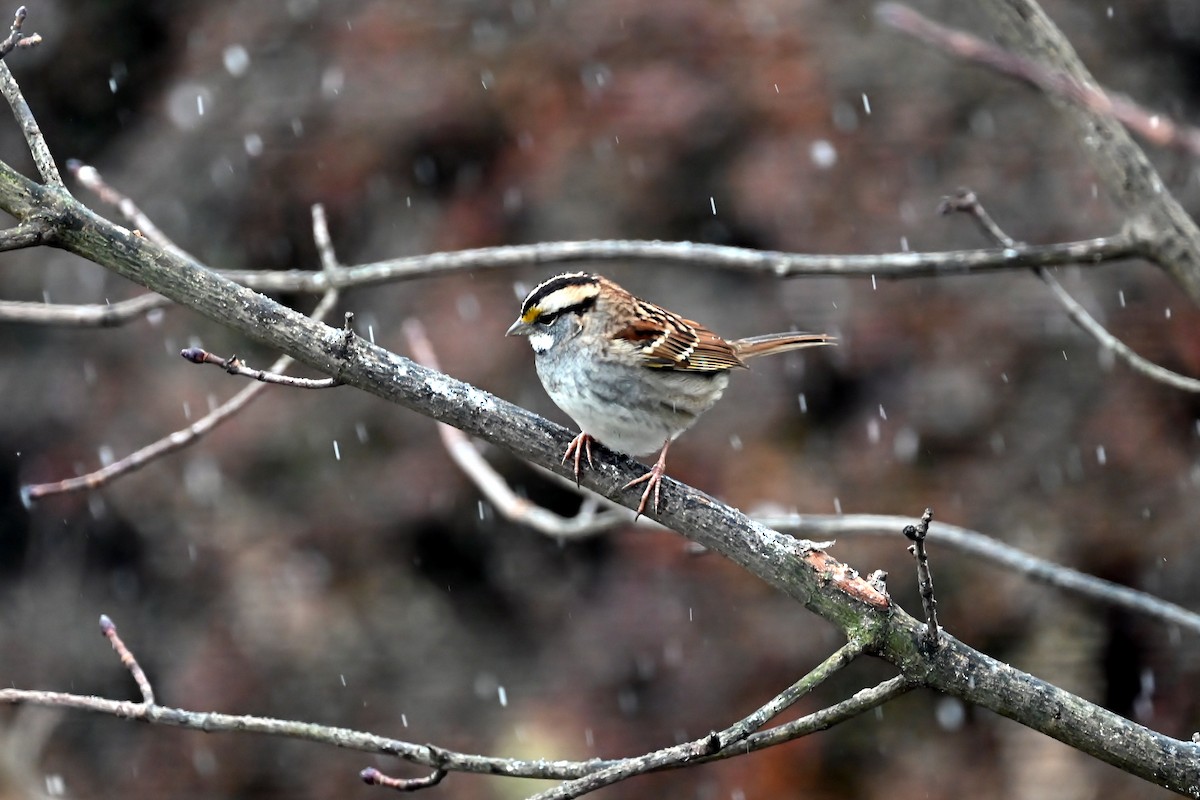 White-throated Sparrow - ML627805101