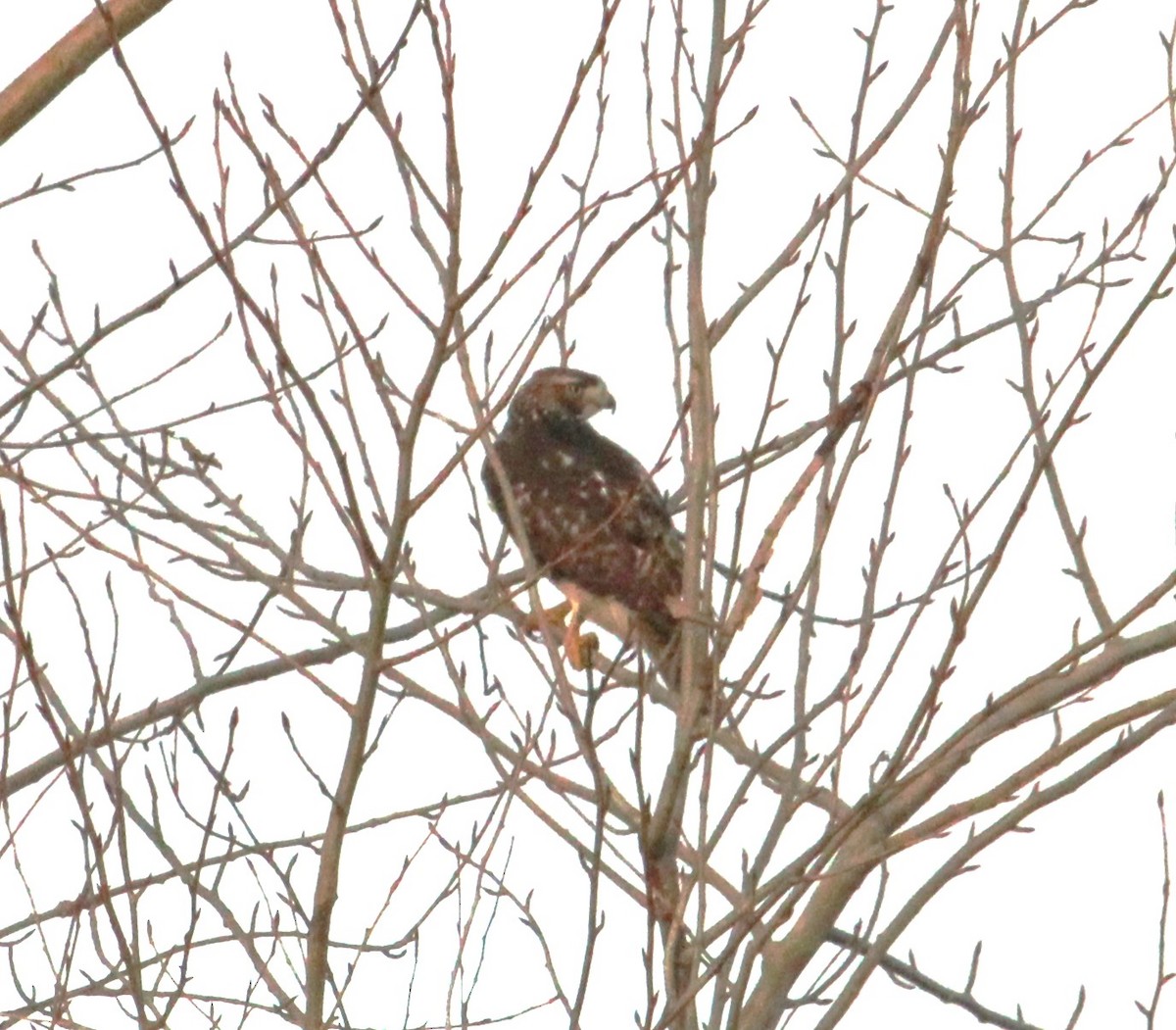 Red-tailed Hawk - ML627805103