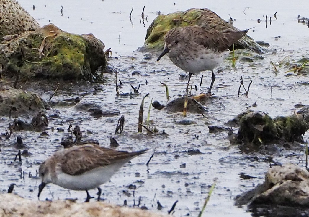 White-rumped Sandpiper - ML627805114