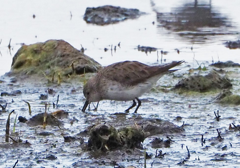 White-rumped Sandpiper - ML627805115