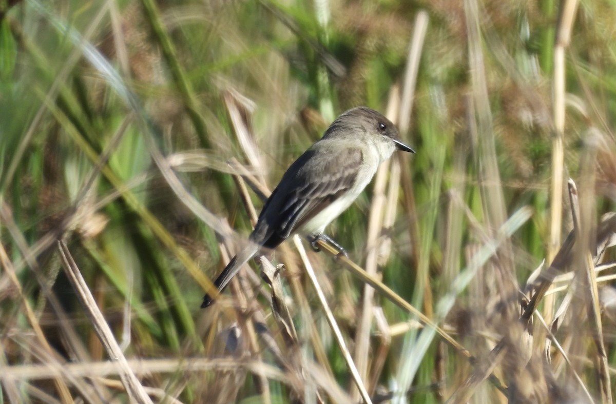 Eastern Phoebe - ML627805137