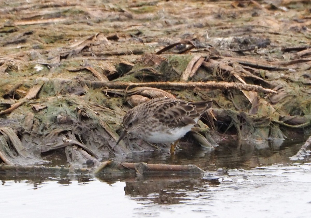Long-toed Stint - ML627805143