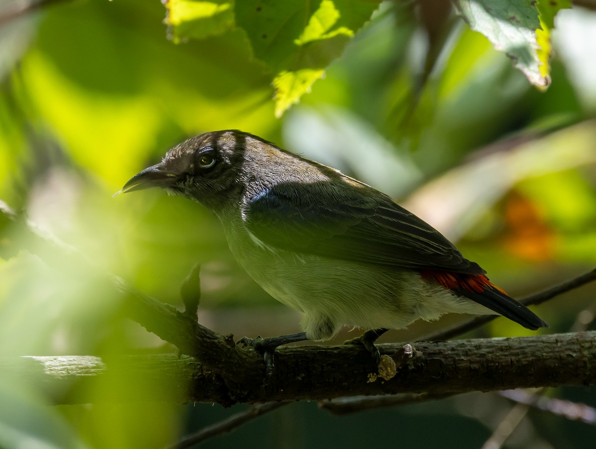 Scarlet-backed Flowerpecker - ML627805208