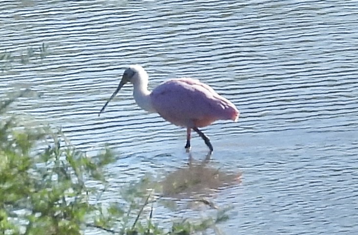 Roseate Spoonbill - ML627805236