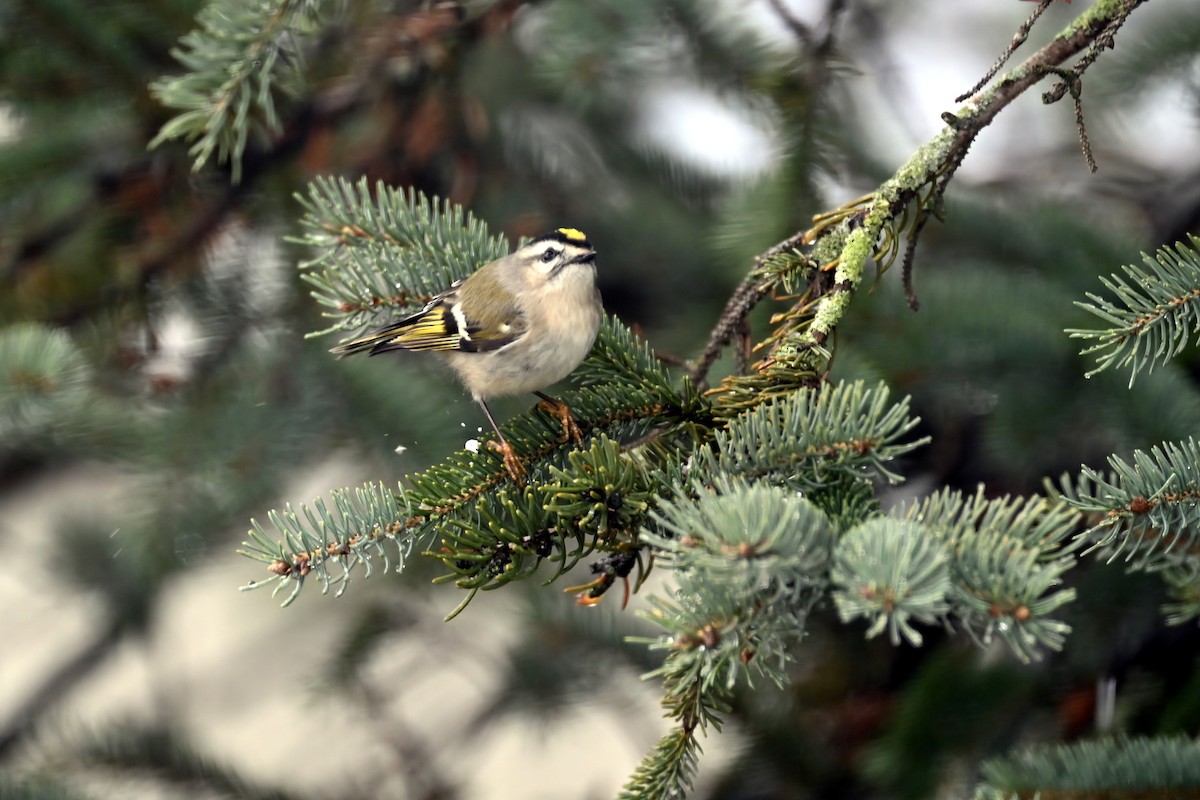 Golden-crowned Kinglet - ML627805278