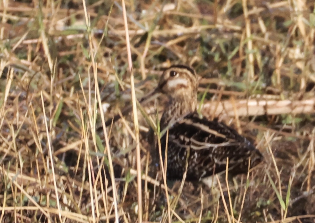 bekasina severoamerická - ML627805375