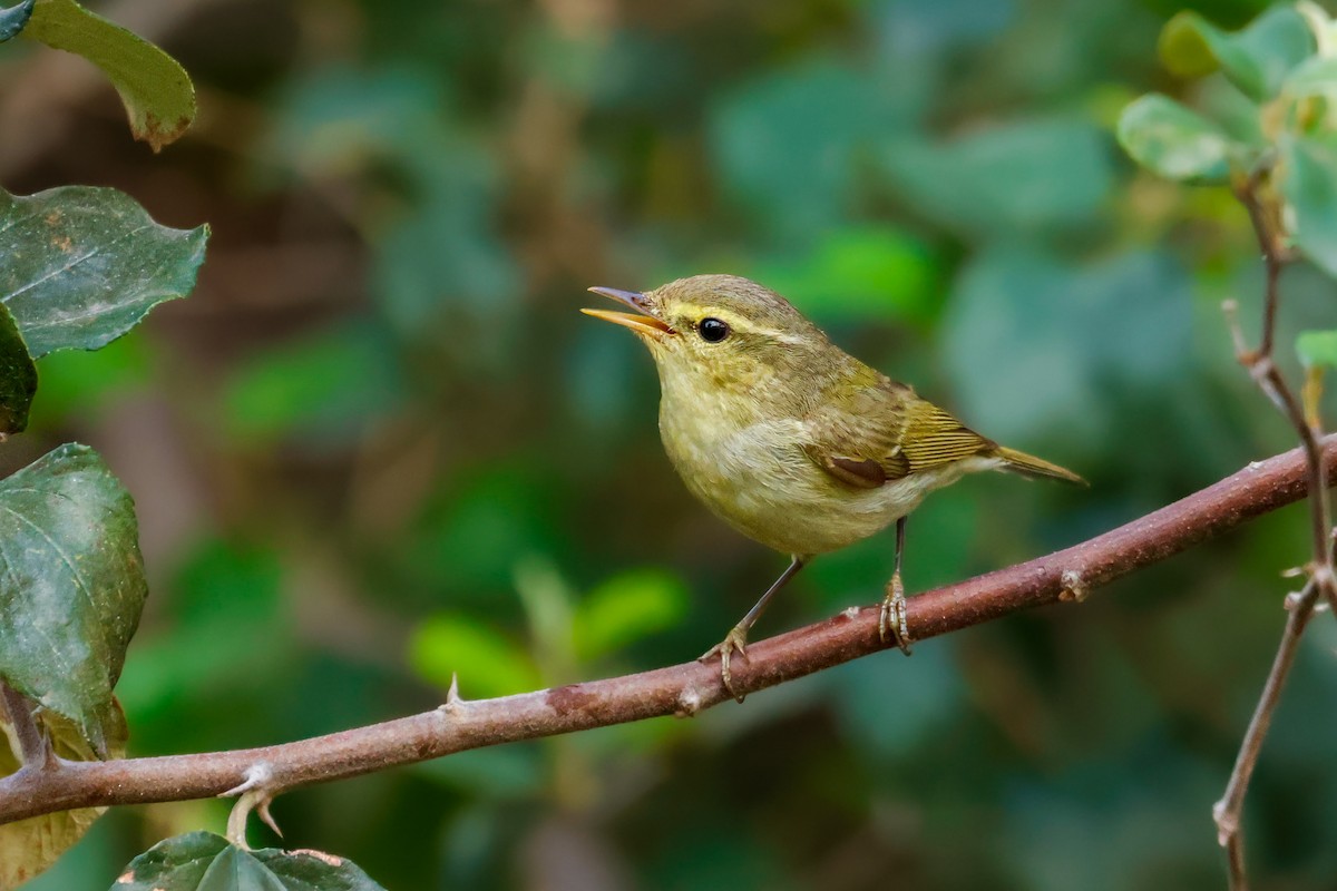 Green Warbler - ML627805381