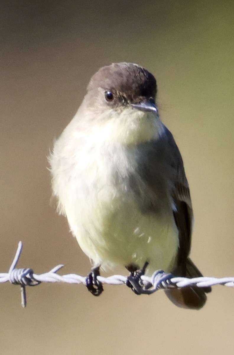 Eastern Phoebe - ML627805431