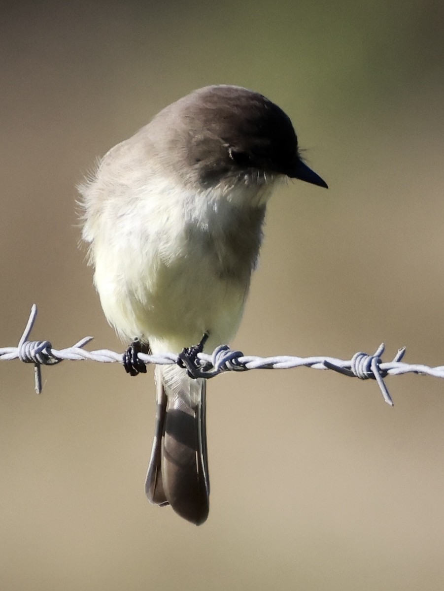 Eastern Phoebe - ML627805436