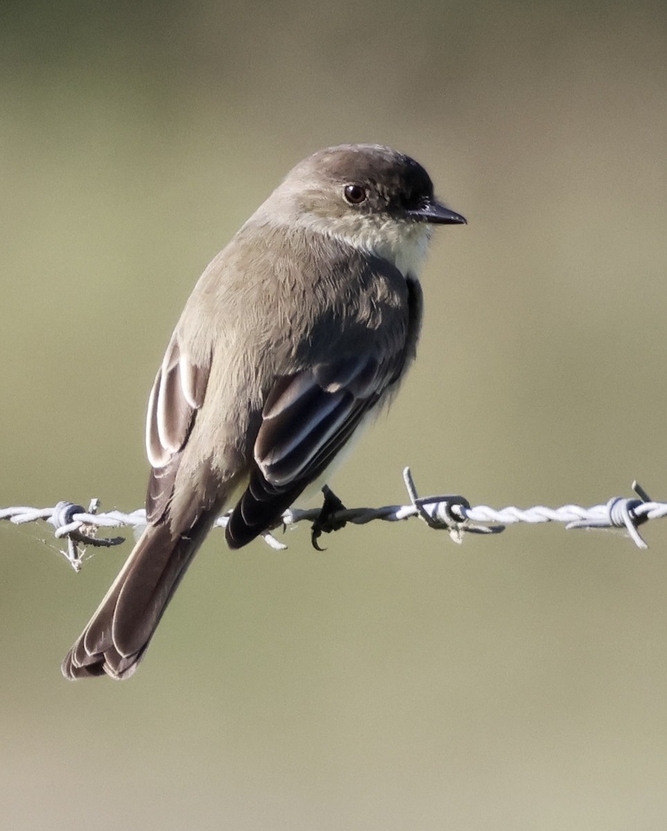 Eastern Phoebe - ML627805490