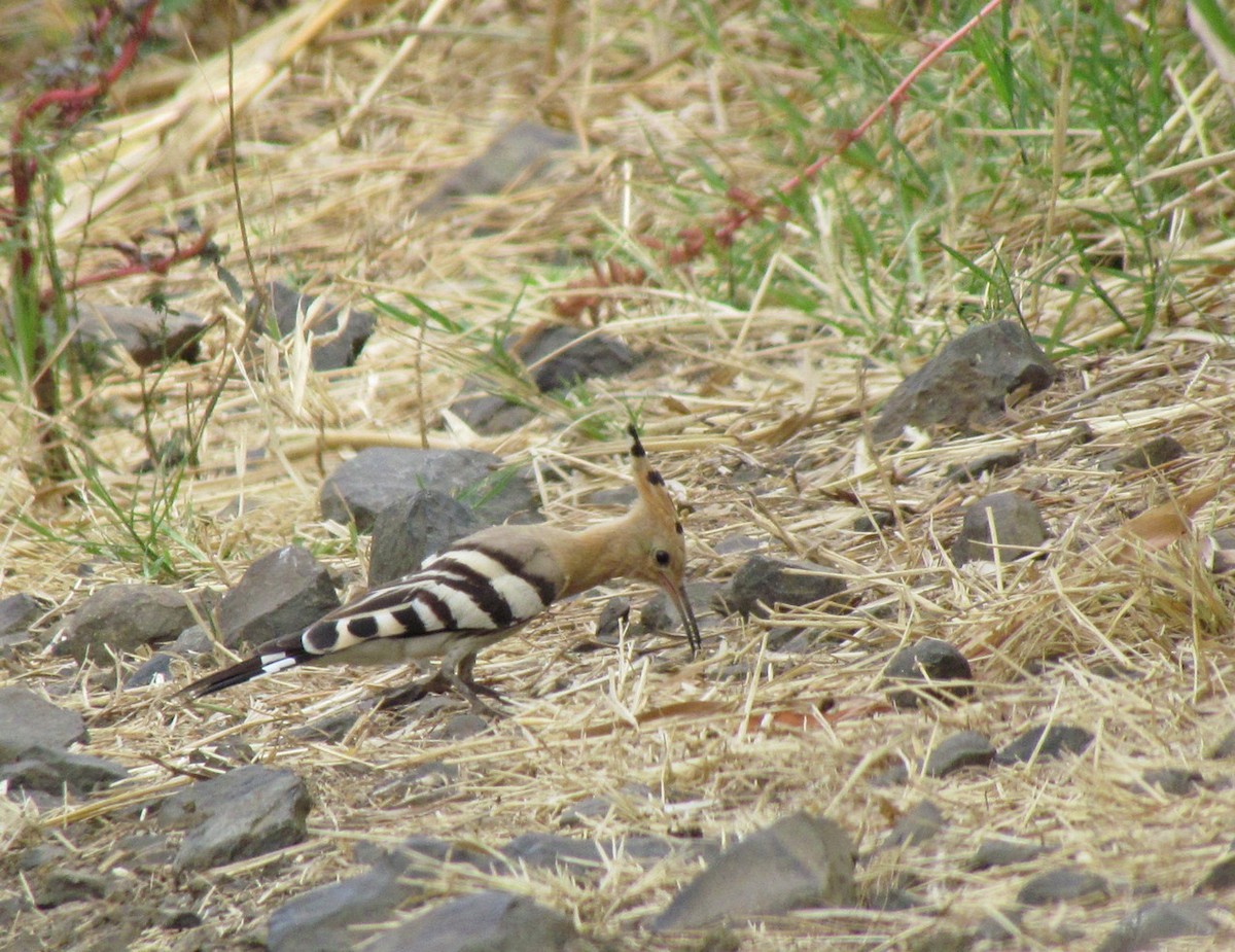 Eurasian Hoopoe - ML627805571