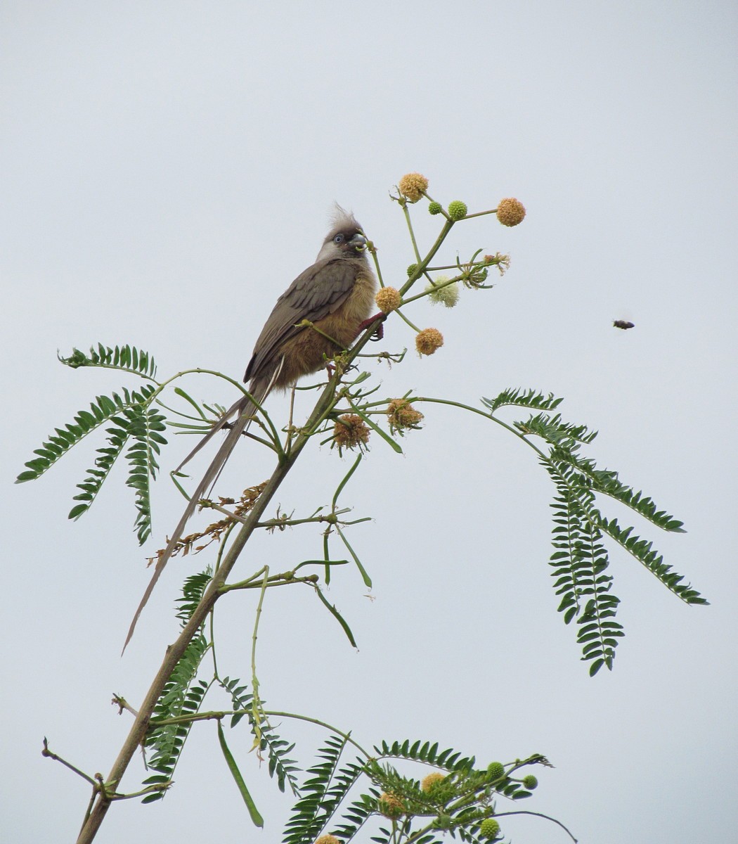 Speckled Mousebird - ML627805581