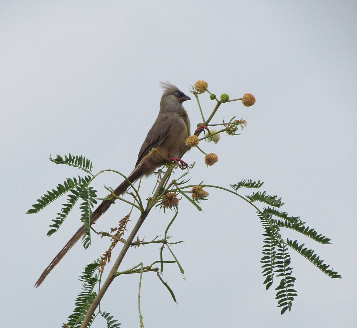 Speckled Mousebird - ML627805582