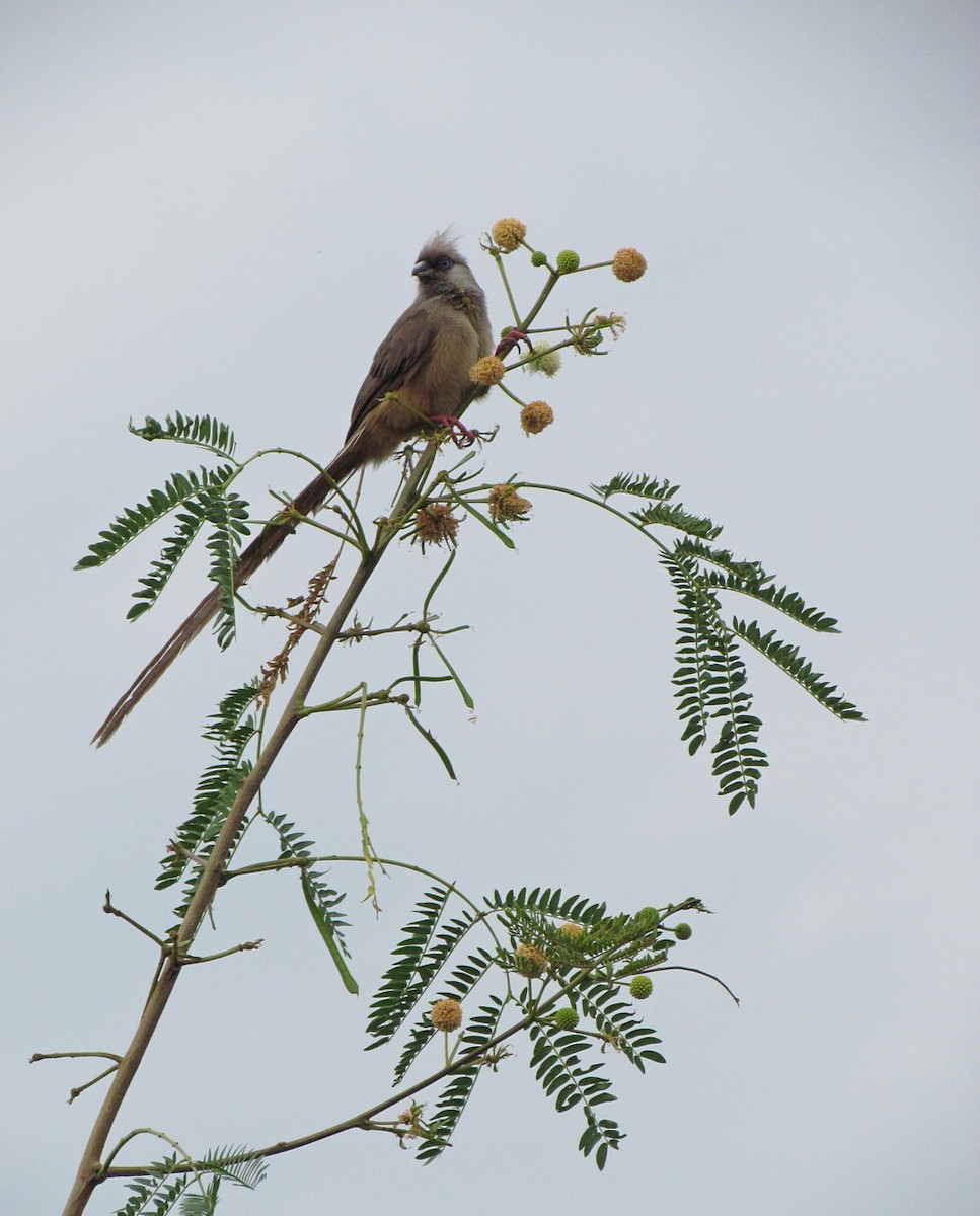 Speckled Mousebird - ML627805583