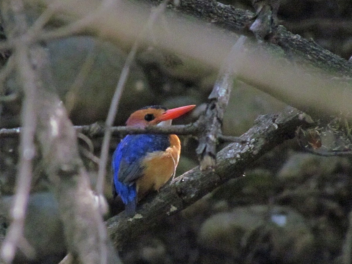 African Pygmy Kingfisher - ML627805594