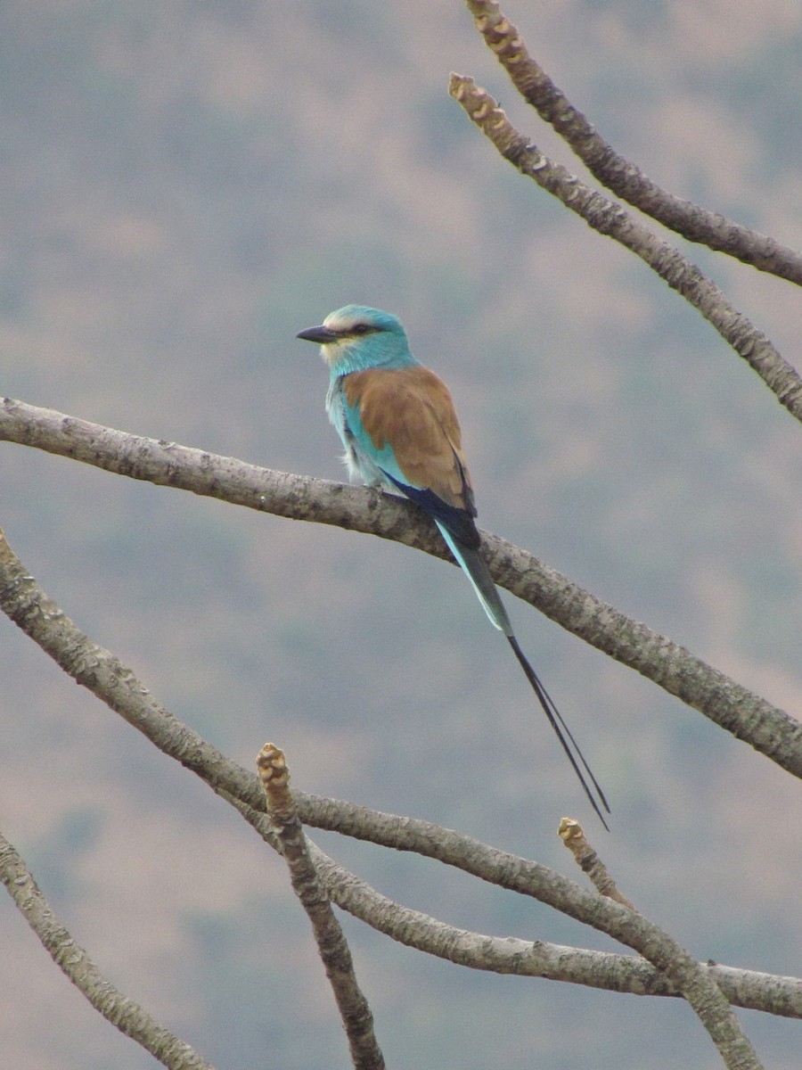 Abyssinian Roller - ML627805599