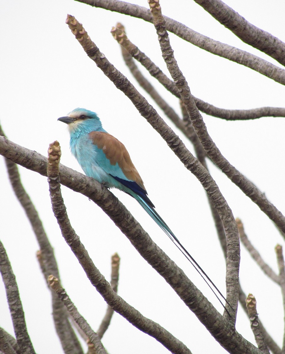 Abyssinian Roller - ML627805600