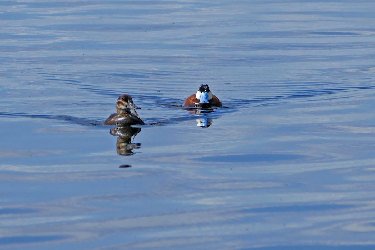 Ruddy Duck - ML62780561