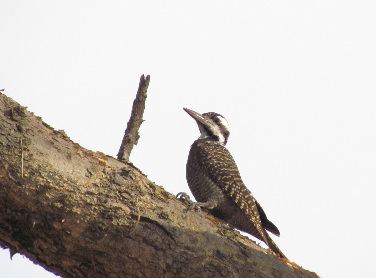 Bearded Woodpecker - ML627805614