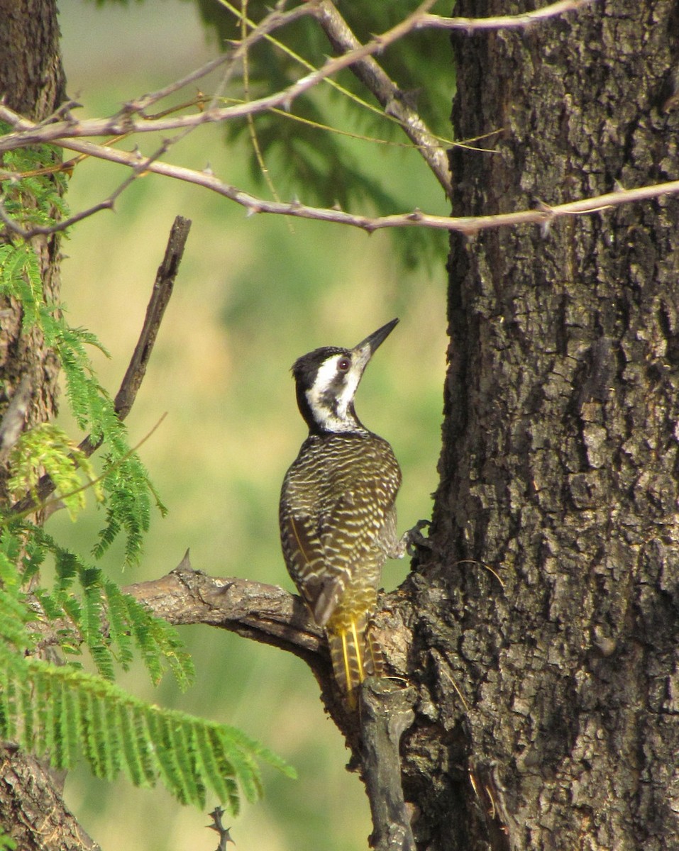 Bearded Woodpecker - ML627805615